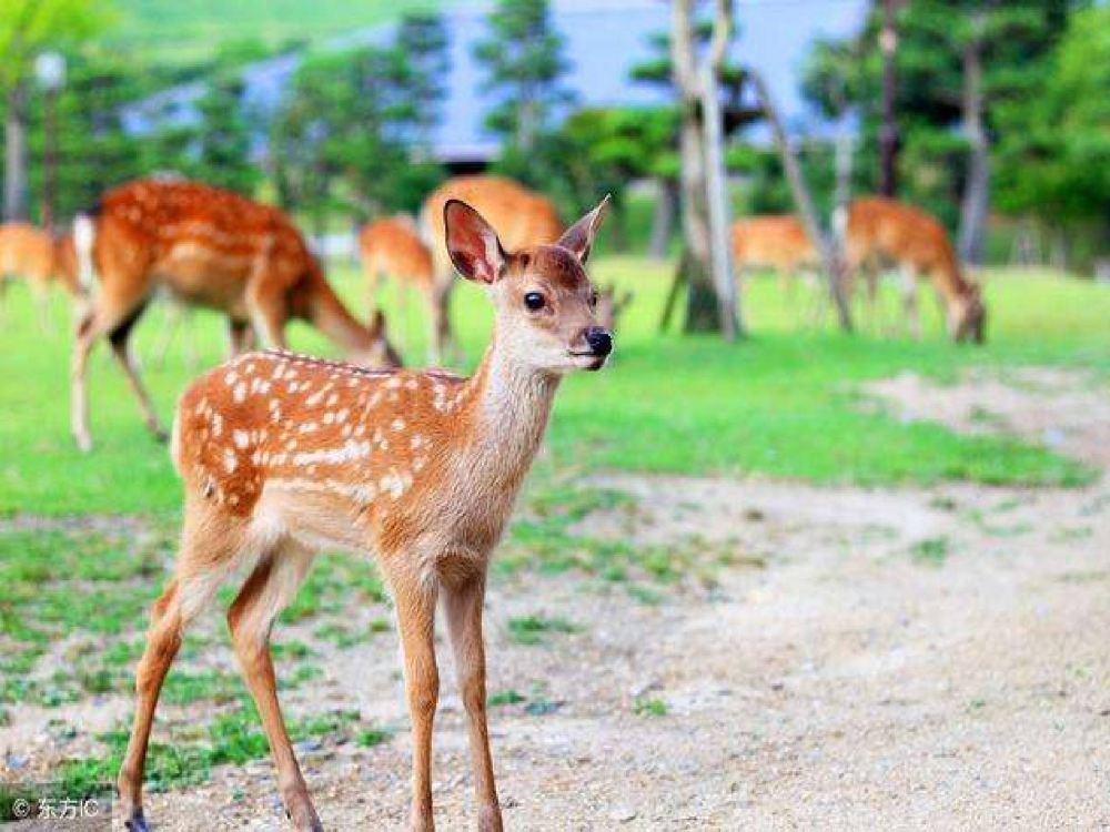 定西一日游兰州黄香沟元古堆村喂梅花鹿采摘鲜美熊掌菇赏雪山草原美景