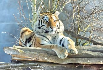 长春伪满皇宫博物馆+长影旧址博物馆+东北虎园一日活动【专车接送/行程可调/可选外语导游】