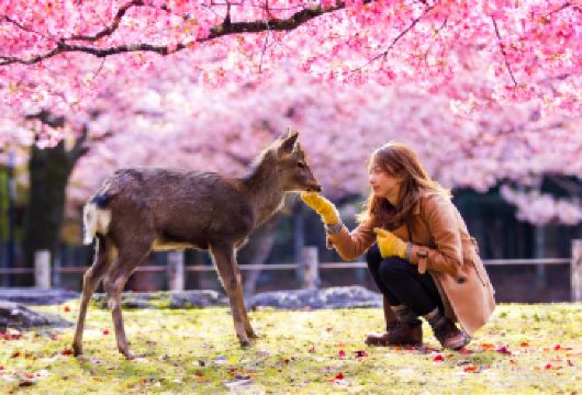 日本京都+奈良一日游邂逅萌鹿【9人团可选酒店接载|中文纯玩】【[9人精品团]天天发团，1人成团，9人精品团人少事少，纯玩更尽兴】