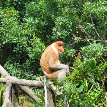 山打根拉卜湾长鼻猴半日游【观赏野生长鼻猴/私人专业向导】