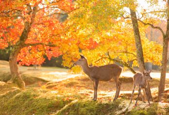 奈良公园+宇治市一日游，喂萌鹿，尝抹茶，赏枫叶【感受奈良的美丽的风景和文化历史遗产】