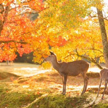 大阪出发 奈良公园+宇治市一日游，喂萌鹿，尝抹茶，赏樱花