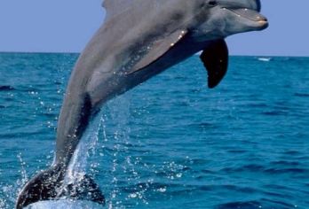 巴厘岛罗威纳海豚追逐一日游 - 神奇的早晨海豚探险体验（组合）【在巴厘岛罗威那海域体验惊险刺激的海豚追逐。享受神奇的清晨探险之旅，欣赏壮丽的日出美景。对于野生动物爱好者和探险爱好者来说，这是完美的一日游。】