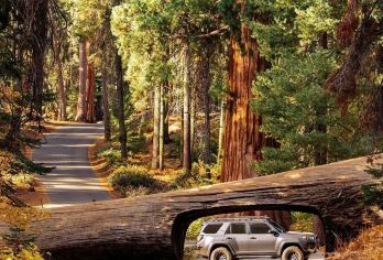 旧金山穆尔红杉国家公园+金门大桥+渔人码头包车一日游【[包车游]旧金山周边游，行程自由可调】