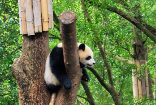 2-6人小团&熊猫基地＋三星堆博物馆一日游【门票+人工讲解】【[优选小团]2-6人团，人数更少，体验更佳。三环内接早，舒适出行。也可选择独立成团。】