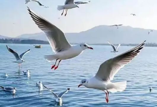 【横山岛一日游】江南春色，看西伯利亚红嘴鸥，纯玩无购物【低于12人活动自动取消（只能原额退款或改其它同期成团线路，不做任何赔偿）】