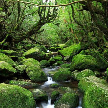 屋久岛白谷云水峡一日游| 闯入《幽灵公主》的魔法森林苔藓王国