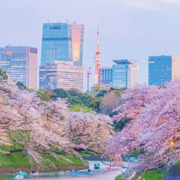东京千鸟渊+新宿御苑+上野恩赐公园+隅田公园+目黑川一日游