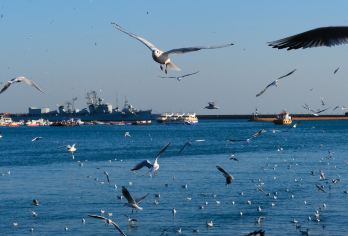 青岛啤酒博物馆+青岛海上观光+八大关一日游【纯玩无购物无自费【产品总监出游亲测|达人严选|贴心管家24h服务|专职旅游司机&专业空调车服务】