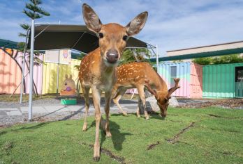 星梦游乐园+宜兰兰阳博物+头城老街+罗东夜市【宜兰包车】【宜兰市区来回专车接送，便利享受宜兰的各种风采】