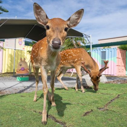 星梦游乐园+宜兰兰阳博物+头城老街+罗东夜市【宜兰包车】