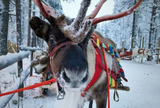 芬兰罗瓦涅米圣诞老人村+雪橇之旅【中文司机+免费定制】【尊享一对一高端行程定制，多日豪华包车专属礼遇，专业旅行顾问24小时恭候垂询。】