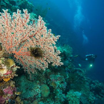 日惹普兰班南+苏丹皇宫+婆罗浮屠登塔【纯玩小团1人成团】