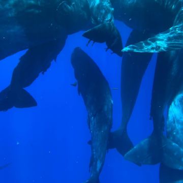 毛里求斯海豚湾半日游【纯粹追鲸鱼+海豚/接送/码头集合可选】