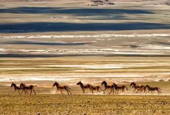 青海可可西里国家自然保护区纯玩一日游【精致小团，成团人数2—8人。】