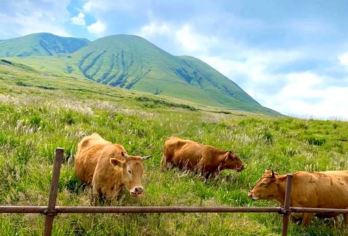 日本九州-熊本往返-大分海之卵水族馆-春日神社-大分精品游【专业行程定制，精选热门景点，高效游玩不走回头路，贴心服务保障，轻松】