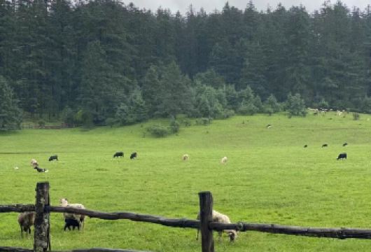 丽江玉龙雪山：牦牛坪+蓝月谷+日照金山一日游【[费用清楚]一价全含 行程免费赠送一套防寒服+氧气瓶+矿泉水】