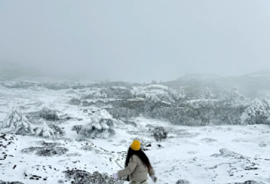 昆明轿子雪山纯玩一日游【昆明往返直通车·大学生首推】【深度游玩，纯玩无购物，一站直达景区，安全无忧；】
