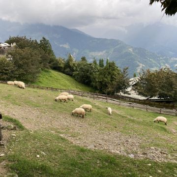 日月潭&清境农场一日游  | 含船票【台中市区/高铁出发】