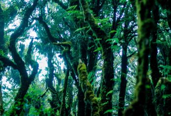 腾冲高黎贡山一日游【窜龙3-21km毛毛球原始森林徒步】【独特的探险体验：探秘高原原始毛毛球秘境，邂逅森林侏罗纪奇观，奔赴一场奇幻的自然美学盛宴。】