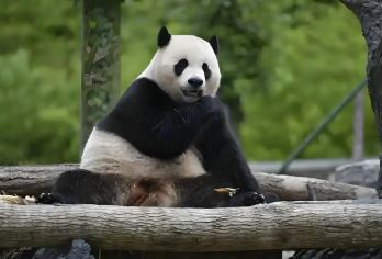 成都出发：卧龙中华大熊猫神树坪基地+映秀震中遗址一日活动【可选英文导游|专车接送|行程可调|可定制行程】