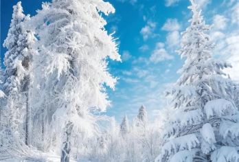 4人团哈尔滨市区出发雪乡一日游+秃顶子山摩托冰雪画廊快速通道【[哈尔滨市区出发当日往返雪乡]不倒车，不换车，不用早起赶火车，不用二次消费火车费用，一天欣赏雪乡美景】