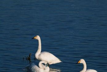 威海商务车打卡游，畅享浪漫海滨九站之旅【纯玩无购物,畅享优惠价，性价比高，全程贴心服务，本土司机带队安全有保障。】