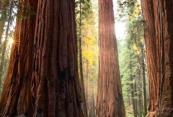 美国旧金山往返优胜美地+美洲杉-包车-精选【专属客服和本地中文司机，一家一团包车】