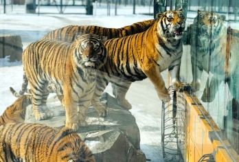 哈尔滨东北虎林+满族村落+冰雪大世界特色包车一日游【俄式风情全景体验：一日穿越伏尔加庄园、圣索菲亚教堂与中央大街，感受哈尔滨独特的欧陆建筑美学与异域风情】