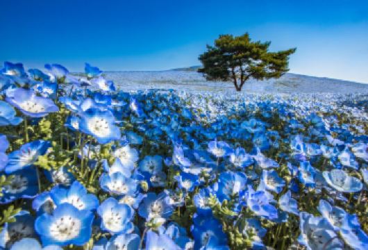 常陸海滨公园、大洗「海上鸟居」、牛久大佛一日游【东京出发】【搭乘直达巴士从东京轻松前往，漫步山丘领略数百万朵粉蝶花、地肤或波斯菊构成的季节限定绝景】