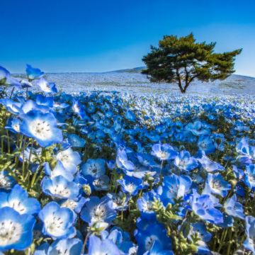 常陸海滨公园、大洗「海上鸟居」、牛久大佛一日游【东京出发】