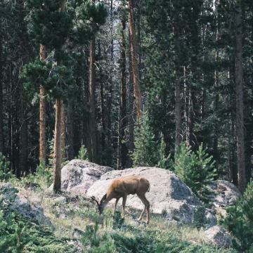 美国丹佛红岩剧场+落基山国家公园【中文私家包车+舒适纯净】