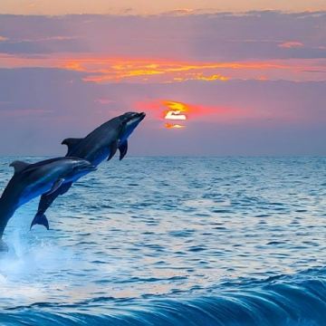 薄荷岛：观海豚+处女岛+巴里卡萨浮潜一日游 | 偶遇海龟