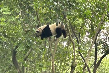 成都大熊猫繁育研究基地+乐山大佛一日游【游览两个联合国教科文组织遗址：成都熊猫基地和乐山大佛】
