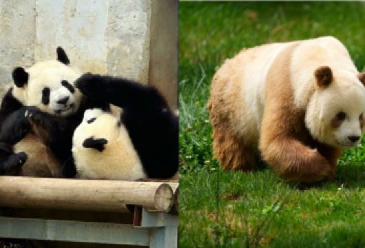 【熊猫专线+造纸体验】西安秦岭四宝科学公园+蔡侯纸博物馆一日【品质保证，全程，不强制消费；不拼车，一单一团，2-4人安排7座/9座商务。】