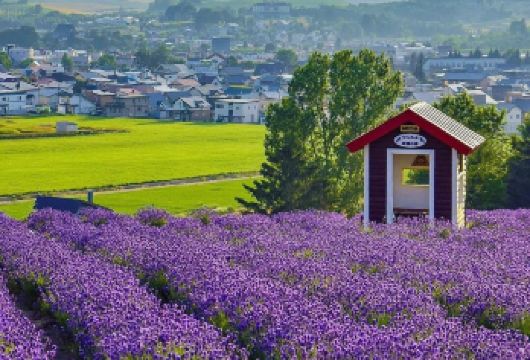 日本北海道富田农场+青池一日游/行程可调-可定制多日游【精选热门景点，高效游玩不走回头路，深度了解文化内涵，贴心服务保障，轻松享受旅程，性价比超高的旅行。】