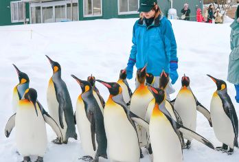 北海道旭山动物园＋白须瀑布+七星树冬日浪漫一日游【早鸟价】【旭山动物园邂逅企鹅、北极熊、海报等可爱动物，感受自然界的奇妙】