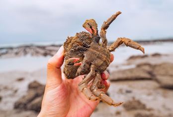 厦门小嶝岛赶海一日游限时特惠！含接送工具+海鲜餐+可选帆船【[体验式旅行]专业渔民讲解，体验渔民生活劳作，亲子的海滩乐园，赶海古法拉地笼捕螃蟹，挖海蛎】
