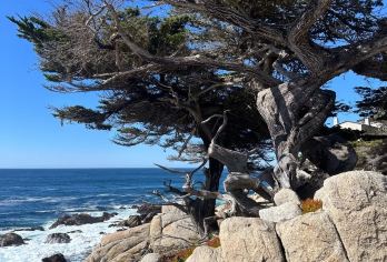 美国洛杉矶-丹麦村-蒙特雷-1号公路-旧金山-包车-精选【专属客服和本地中文司机，一家一团包车】