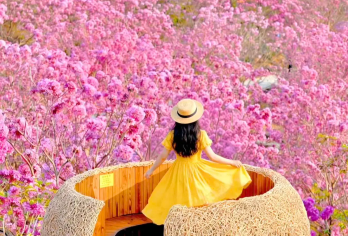 【江门纯玩】赏千亩紫花风铃+圭峰山红枫+石涧红水杉1天【美拍千亩紫花风铃木，浪漫花海开满山头，只愿漫步在这片粉紫色的海洋】