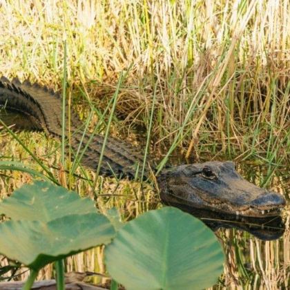 迈阿密大沼泽地气垫船之旅
