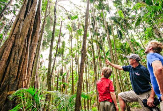 黄金海岸自然桥+春溪国家公园半日游【潺流溪瀑布+雨林徒步】【观赏5个瀑布，包括Purling Brook Falls和Natural Bridge。】