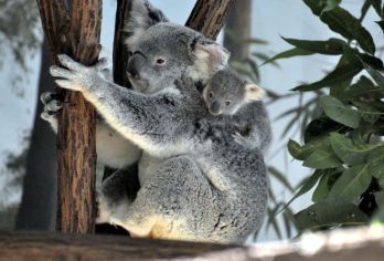布里斯班Mirimar游船＋龙柏动物园一日游【可选往返船】【[动物友好]参观特有的动物，探索龙柏考拉保护区】