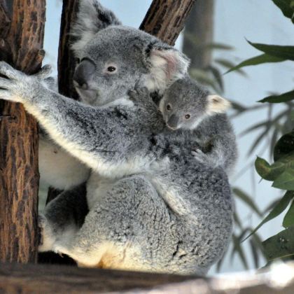 布里斯班Mirimar游船＋龙柏动物园一日游【可选往返船】