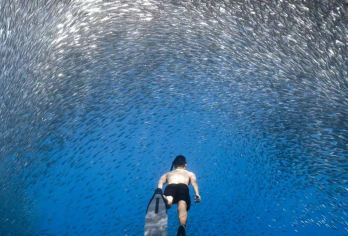 薄荷岛NAPLING沙丁鱼+罗博河+巧克力山+眼镜猴+蝴蝶园【与沙丁鱼风暴同游，与海洋精灵浪漫邂逅！浮潜看珊瑚以及各类鱼群！】