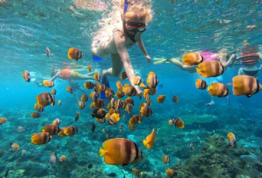 巴厘岛或努沙佩尼达出发，含午餐及酒店接送的Manta Point浮潜之旅【在努沙佩尼达岛传奇的Manta Point浮潜 在自然栖息地邂逅巨型魔鬼鱼的高概率体验 浮潜结束后享用美味午餐】