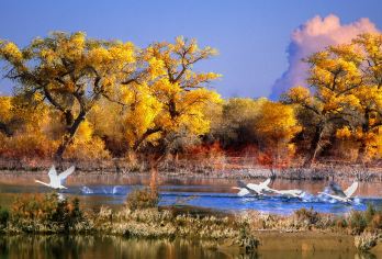 【阿克苏出发胡杨林】塔河源+359一日【 探寻三河交汇 】【大美天山：359旅纪念馆，塔河源胡杨；】