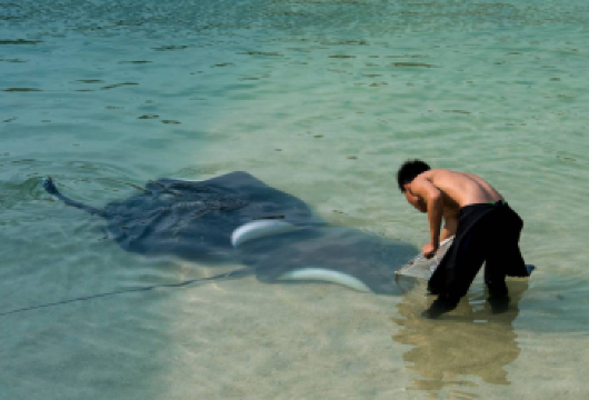 陵水分界洲岛 邂逅魔鬼鱼【专车上门接送一日游+含门船票】【一单一团，专车服务，上门接送，不拼团，超长10小时用车时间，司机可以车上简单介绍】