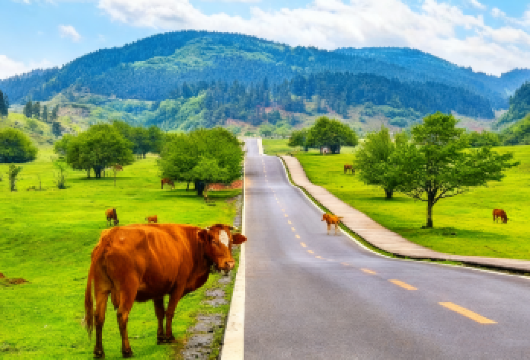 重庆武隆天生三桥+仙女山一日游【2-8人专车团-含门票】【[优势亮点]:私家团、ViP包车一单一团，含门票、 不拼车，专车专用，属于您的 专属空间】