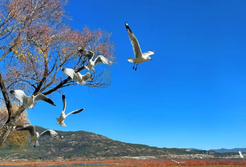 云南丽江+拉市海【丽水金沙+骑马划船+千古情濱出+上门接送】【拉市海茶马古道（含骑马+划船+美味中餐+网红打卡地】